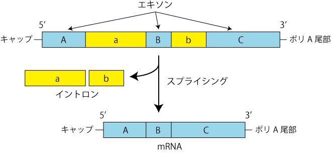 セントラルドグマとは 複製 転写 翻訳の概要をわかりやすく解説 生命系のための理工学基礎