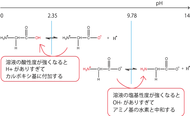 アミノ酸の構造と性質について解説 生命系のための理工学基礎