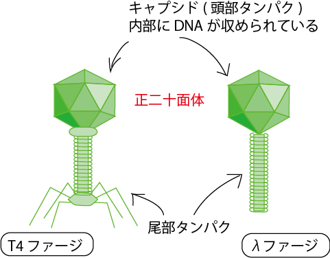 X5244 	YouTube>10{ ->摜>89 