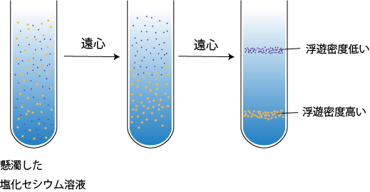 遠心分離の原理と実験方法を解説 沈降係数と密度勾配遠心分離 生命系のための理工学基礎