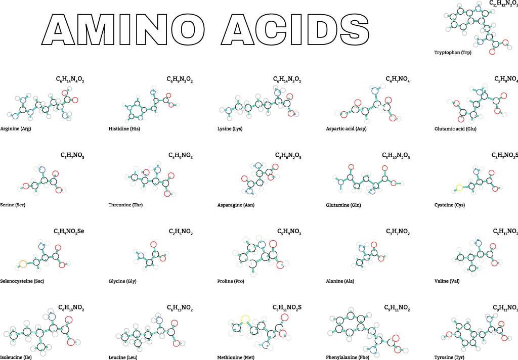 アミノ酸の構造と性質について解説 生命系のための理工学基礎