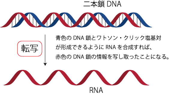 ヌクレオチドと核酸 Dnaとrnaの構造を解説 生命系のための理工学基礎