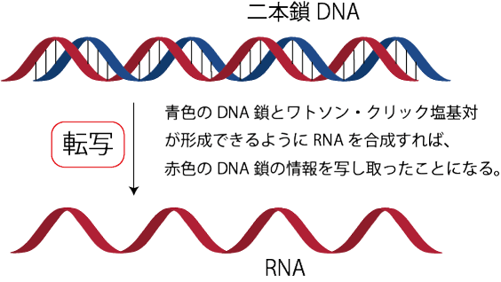 DNAとRNA