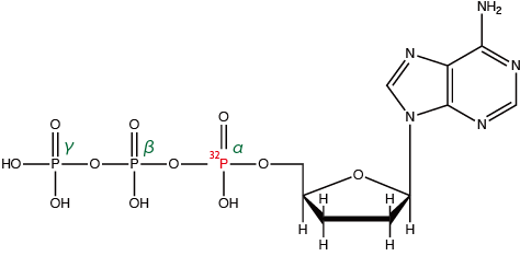 α-32P-ddATP