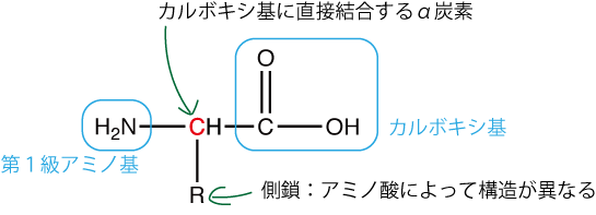 α-アミノ酸
