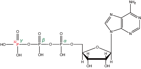 γ-32P-ATP