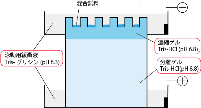 不連続緩衝液系