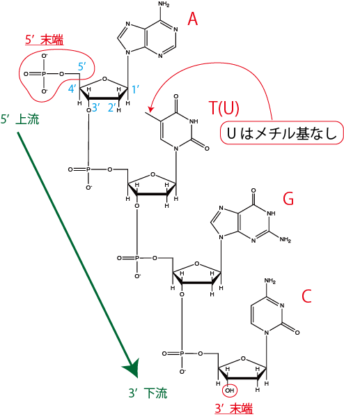核酸の化学構造