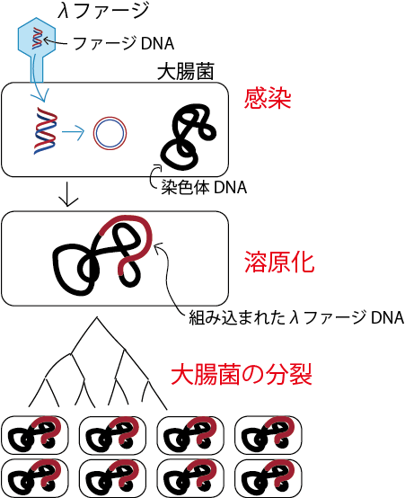 溶原化サイクル