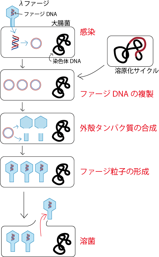 溶菌サイクル