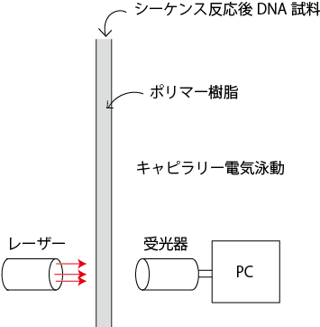 Dnaの塩基配列決定法 生命系のための理工学基礎