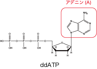 Dnaの塩基配列決定法 生命系のための理工学基礎