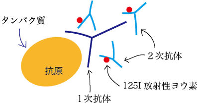 抗原-抗体反応