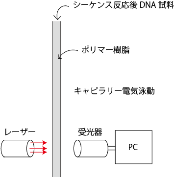 発光式DNAシーケンサー