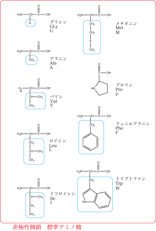 非極性側鎖標準アミノ酸
