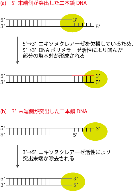 クレノウ断片・T4DNAPolの利用