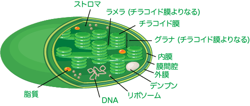 葉緑体の構造と光合成反応を解説 生命系のための理工学基礎