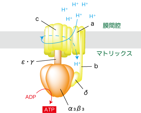 ATP合成酵素