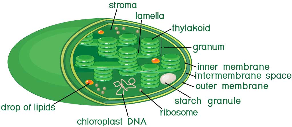 葉緑体の構造と光合成反応を解説 生命系のための理工学基礎