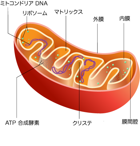 ミトコンドリアの基質とは？