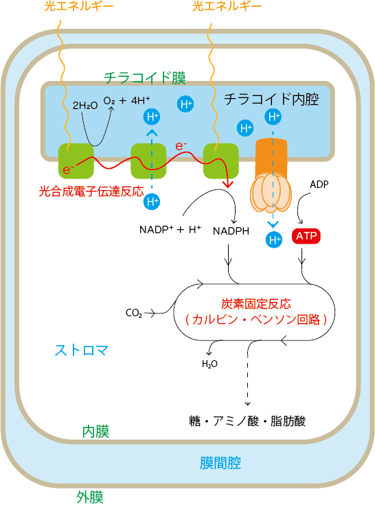 光合成の代謝経路
