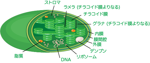 葉緑体